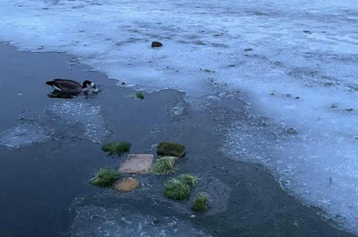 گلایه یکی از همراهان هفته در تورنتو از رها کردن سبزه‌های سیزده در طبیعت